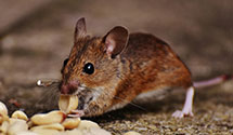 24 Hour & Emergency Exterminators in Broken Arrow, OK
